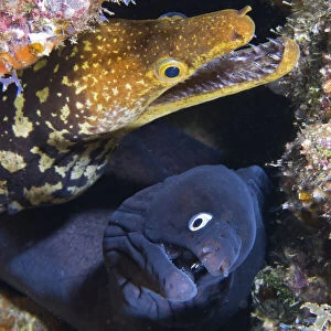 Black moray (Muraena augusti) and Tiger moray eels (Enchelycore anatina) peering out from a rock crevice with mouths open, Tenerife, Canary Islands, Atlantic Ocean