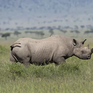 Black rhino (Diceros bicornis) male, Masai-Mara Game Reserve, Kenya