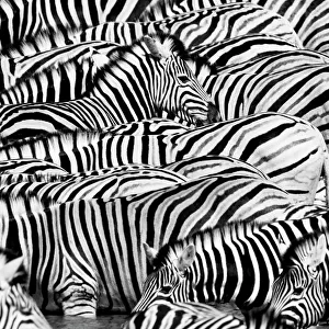 Equidae Tote Bag Collection: Plains Zebra