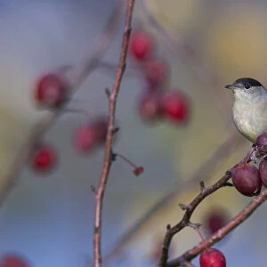 Blackcap (Sylvia atricapilla) male in autumn with rose hips, central Finland, October