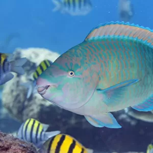 Blue-barred parrotfish (Scarus ghobban), El Pardito Island