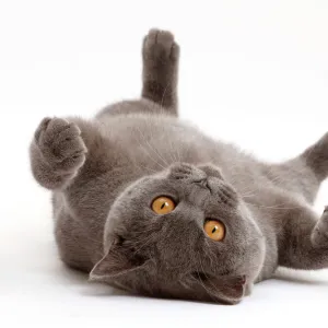 Blue British Shorthair cat lying on his back