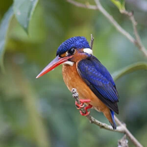 Kingfishers Glass Frame Collection: Blue Eared Kingfisher