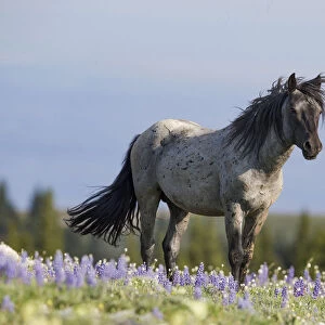 A blue roan stallion stands in the flowers in the Pryor Mountains of Montana