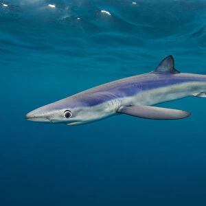 Blue sharks (Prionace glauca) cruise beneath the surface of the English Channel. Penzance