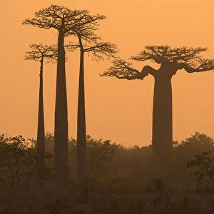 Boababs (Adansonia grandidieri) silhouetted at dawn, Allee des Baobabs / Avenue of the Baobabs
