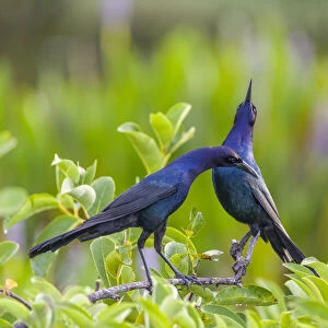 Boat-tailed grackle pair (Quiscalus major) in courtship display