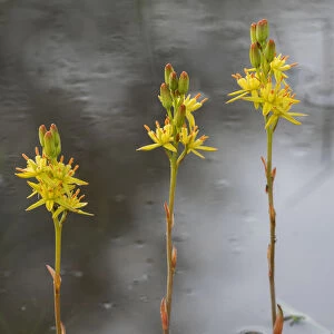 Bog asphodel (Narthecium ossifragum), Groot Schietveld, Wuustwezel, Belgium. June