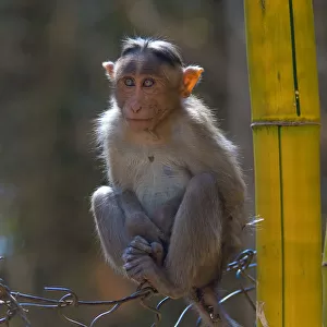 Bonnet macaque (Macaca radiata), young animal on fence, Karnataka, India