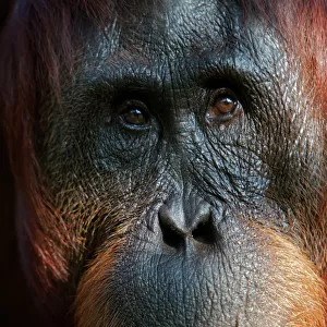 Hominidae Collection: Bornean Orangutan