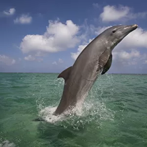 Bottle-nosed dolphin (Tursiops truncatus) breaching, Bay Islands, Honduras, Caribbean