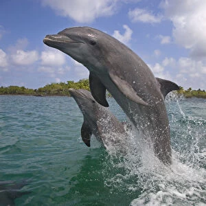Two Bottle-nosed dolphins (Tursiops truncatus) breaching, Bay Islands, Honduras, Caribbean