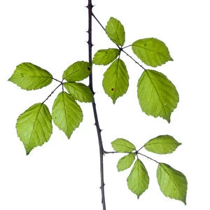 Bramble (Rubus plicatus) leaves and stem against white background. France, August