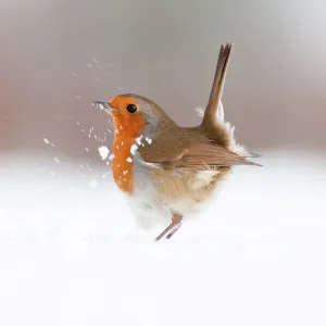 Robin Print, Erithacus rubecula in Snow