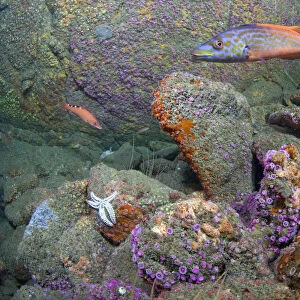 British underwater scenic with Jewel Anemones (Corynactis viridis) and Cuckoo Wrasse