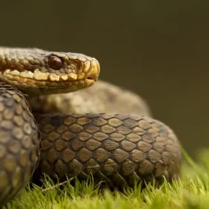 Adder Print - Spring Basking in Staffordshire, UK Adder Print - Spring Basking in Staffordshire, UK