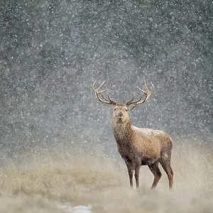 Red deer stag in heavy snow, Cheshire Print Red deer stag in heavy snow, Cheshire Print