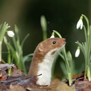 Sheffield Weasel Print: Woodland Scene with Snowdrops Sheffield Weasel Print: Woodland Scene with Snowdrops