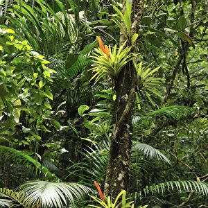 Bromeliads (Bromeliaceae) in flower in rainforest, Salto Morato Nature Reserve / RPPN Salto Morato