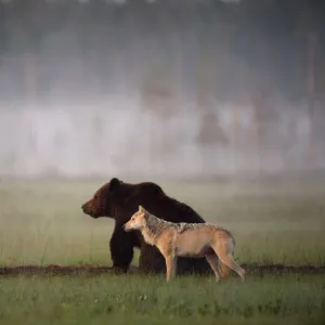 Wild Postcard Collection: Bears