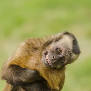 Cebidae Glass Coaster Collection: Large-headed Capuchin