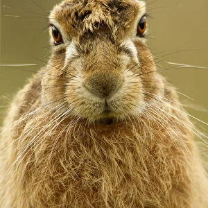 Brown Hare (Lepus europaeus) portrait. Derbyshire, UK, March