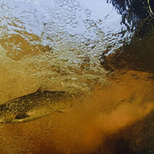 Brown trout (Salmo trutta) in turbulent water at a weir, River Ettick, Selkirkshire