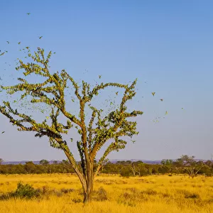 Budgerigars (Melopsittacus undulatus) flocking to find water, Northern Territory