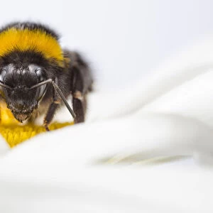 Hymenoptera Collection: Yellow Bumble Bee