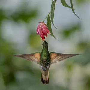 Buff-Tailed Coronet hummingbird (Boissonneaua flavescens) flying to flower, Mindo