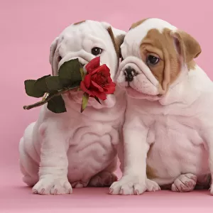 Bulldog puppies with red rose, on pink background