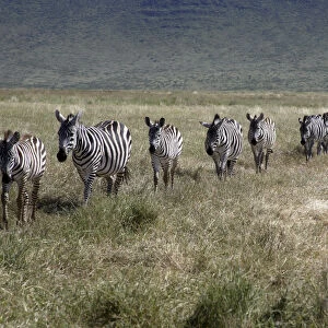 Burchells zebra (Equus quagga burchellii) walking in single file, Ngorongoro Crater