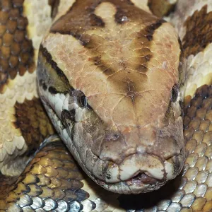 Captive Burmese python coiled up print Captive Burmese python coiled up print