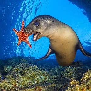California sea lion (Zalophus californianus) uses a Panamic cushion star