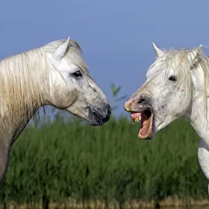 Camargue horse, two, one with mouth open. Bouches du Rhone, France May