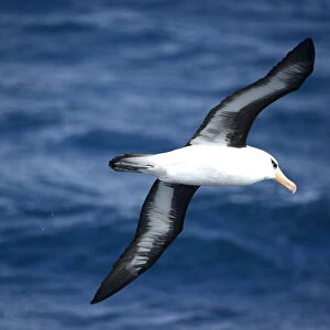 Campbell albatross (Diomedea melanophrys impavida) over sea south of Campbell Islands