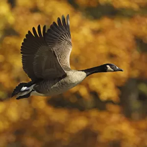 Canada goose (Branta canadensis) in flight in autumn, Maryland, USA. October