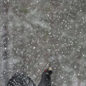 Capercaillie (Tetrao urogallus) male displaying in snow, Cairngorms NP, Scotland