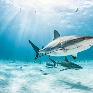 Two Caribbean reef shark (Carcharhinus perezi) one with a fishing hook and line