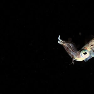 Caribbean reef squid (Sepioteuthis sepioidea) swimming in open water at night, Guadeloupe Island