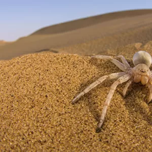 Cartwheeling spider (Carparachne sp. ) in desert, Swakopmund, Namibia