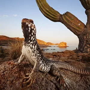Lizards Premium Framed Print Collection: Desert Iguana