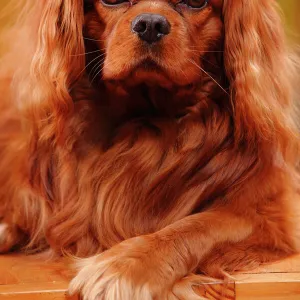 Cavalier King Charles Spaniel, male with ruby coat