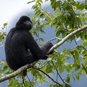 Hylobatidae Photographic Print Collection: Black Crested Gibbon