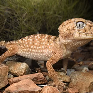 Lizards Acrylic Blox Collection: Rough Knob-Tailed Gecko
