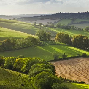 Chalk downland landscape with mixed farming, Cranborne Chase, Wiltshire, England, UK