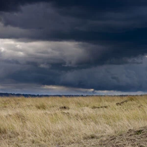 Cheetah (Acinonyx jubatus) resting on a termite hill and storm brewing, Masai-Mara Game Reserve
