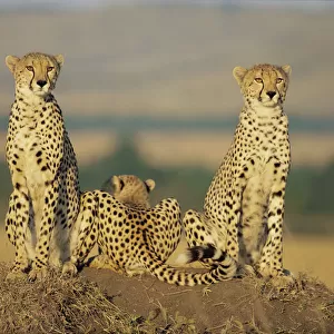 Cheetah mother and cubs in line, Masai Mara (Acinonyx jubatus) Kenya - Book ends