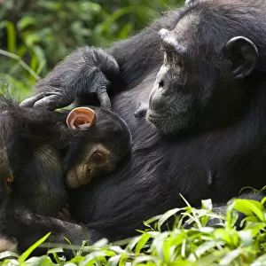 Chimpanzee (Pan troglodytes) mother and 4 month infant resting in tropical forest