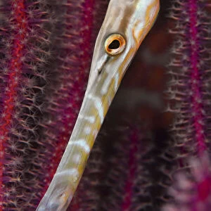 Chinese trumpetfish (Aulostomus chinensis) moving with head down position while hunting, Triton Bay, West Papua, Indonesia, Pacific Ocean